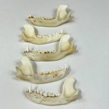 Lot assorted raccoon for sale  Waseca