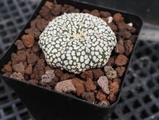 Astrophytum asterias super d'occasion  Laval