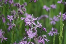 Ragged robin seeds for sale  BRISTOL