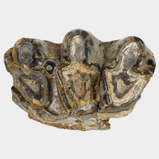 Fossil backenzahn molar gebraucht kaufen  Lorsch