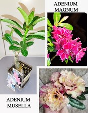 Adenium multipfropfen sorten gebraucht kaufen  Wermsdorf