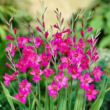 10x gladiolus byzantinus for sale  MELTON MOWBRAY