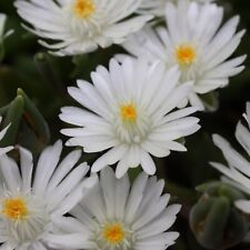 Delosperma plug plants for sale  LONDON