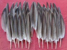 Mallard duck wing for sale  ALFORD
