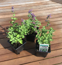 Nepeta cat mint for sale  GLOUCESTER
