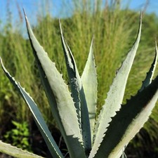 Agave americana century for sale  Wauchula