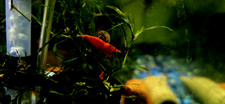 Live red cherry for sale  Spokane