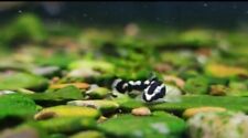 Rare limited live for sale  Kent