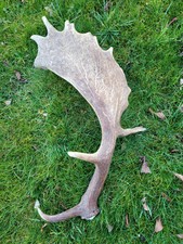 Abwurfstange damhirschschaufel gebraucht kaufen Abwurfstange damhirschschaufel gebraucht kaufen  Lütjenburg