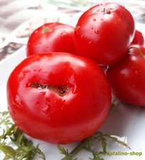Tomate silver fir gebraucht kaufen  Augsburg