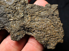 Detailed crinoid fossil for sale  BRISTOL