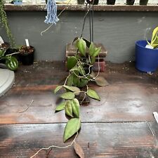 Hoya caudata sumatra for sale  Centralia
