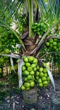 Coconut seeds sprouted for sale  USA