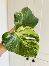 Rare monstera deliciosa for sale  SOUTHPORT