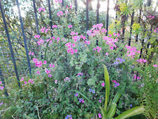 Pelargonium magentum cuttings for sale  San Clemente