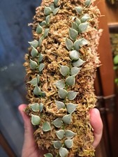 Dischidia ruscifolia variegate for sale  Roanoke