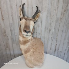 Vintage pronghorn antelope for sale  Fountain