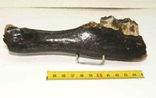 Prehistoric reindeer jaw d'occasion  Expédié en Belgium