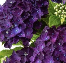 Hydrangea deep purple for sale  LINCOLN