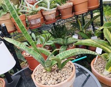 Sansevieria leopard bat for sale  GLOUCESTER