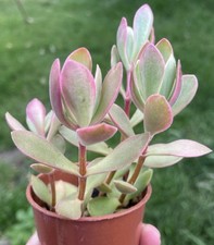 Crassula swaziensis variegated for sale  DONCASTER