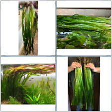 Super grande vallisneria d'occasion  Krautergersheim