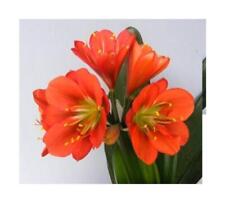 Clivia red green gebraucht kaufen  Pfullingen