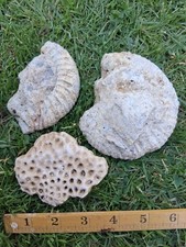 Large fossil shells for sale  AYLESBURY
