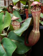 Nepenthes clipeata 4058 for sale  Winston Salem