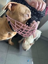 Bully rottweiler large for sale  WALSALL