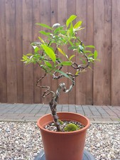 Bonsai drachenweide salix gebraucht kaufen  Mölln