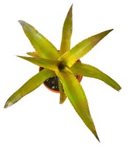 Orthophytum sunset bromeliad for sale  Floral City