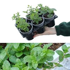 Mixed mint plants for sale  GLASGOW