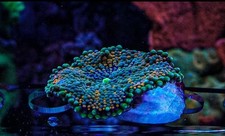 Florida ricordea mushrooms for sale  SHEFFIELD