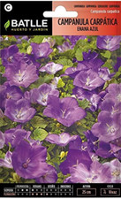 Campanula carpatica nano usato  Roma