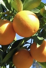 Ponderosa lemon tree for sale  Fleming Island