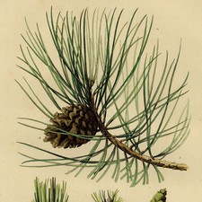 Histoire naturelle botanique d'occasion  France