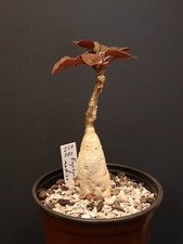 Euphorbia nadiae red gebraucht kaufen  Overath