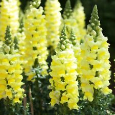 Snapdragon antirrhinum majus for sale  READING