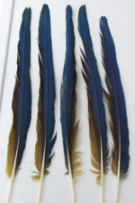 Feathers blue yellow for sale  Grandville