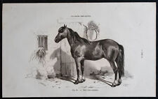 1882 cheval race d'occasion  Gy
