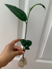 Jackfruit tropical tree for sale  San Jose