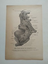 Stampe anatomia medica usato  San Martino Dall Argine