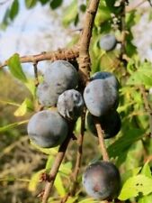 Usado, Corte de espinho preto 2 peças ..:::Frutas exóticas::::... comprar usado  Enviando para Brazil