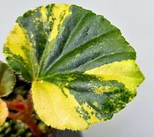 New rare begonia for sale  Shipping to Ireland