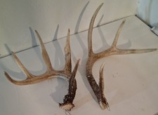 Wild point whitetail for sale  South Boardman
