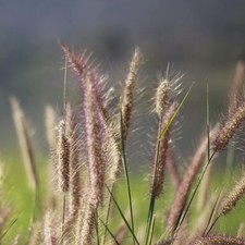Perennial northeast native for sale  Brentwood