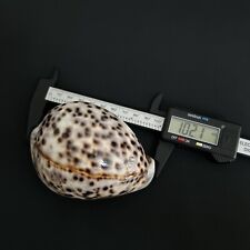 Cypraea tigris schilderiana for sale  Harrison