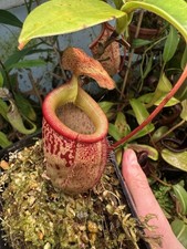 Nepenthes talangensis sibuyane for sale  DOLLAR