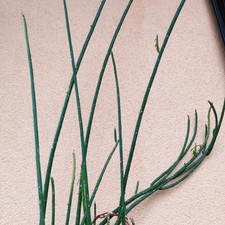 Talee lunghe euphorbia usato  Barcellona Pozzo di Gotto